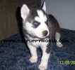 Alaskan Klee Kai puppies for sale