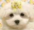 Maltese pups