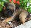 Brussels Griffon puppies for sale