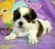 Shorkie puppies for sale