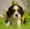 Cavaliier King Charles Spaniel puppies for sale