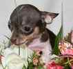 Chihuahua puppies for sale