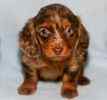 Miniature Dachshund puppies for sale