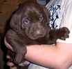 Labrador Retriever puppies for sale