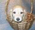 Miniature Dachshund puppies for sale