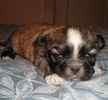 Shih Tzu puppies for sale