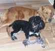 Goldendoodle puppies for sale