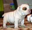 English Bulldog puppies for sale