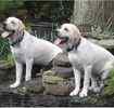 Labrador Retriever puppies for sale