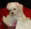 Maltese pups