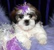 Malti-Tzu puppies for sale