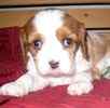 Cavalier King Charles Spaniel puppies for sale