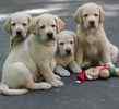 Labrador Retriever puppies for sale
