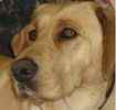 Labrador Retriever puppies for sale