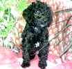 Standard Poodle puppies for sale