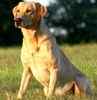 Labrador Retriever puppies for sale