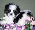 Mal Shi puppies for sale