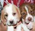 Beagle puppies for sale
