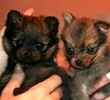Porkie puppies for sale