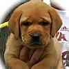 Lab puppies for sale