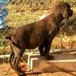 Labrador Retriever puppies for sale