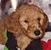 Standard Poodle puppies for sale.