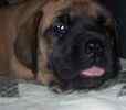 English Mastiff puppies for sale