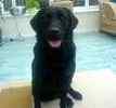 Labrador Retriever puppies for sale
