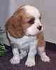 Cavalier King Charles Spaniel puppies for sale