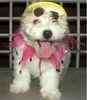 Shi Bi puppies for sale