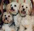 Lhasapoo puppies for sale