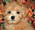 Maltipoo pupppies for sale