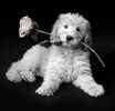 Goldendoodle puppies for sale