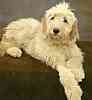 Goldendoodle puppies for sale