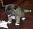 Akita puppies for sale