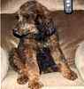 Standard Poodle puppies for sale