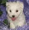 Maltese puppies for sale