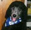 Standard Poodle puppies for sale