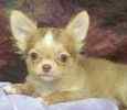 Chihuahua puppies for sale