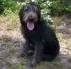 Labradoodle puppies for sale