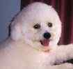 Bichon Frise puppies for sale