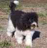 Goldendoodle puppies for sale