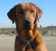 Labrador Retriever puppies for sale