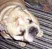 English Bulldog puppies for sale