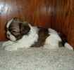 Shih Tzu puppies for sale