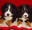 Bernese Miountain Dog puppies for sale