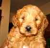 Goldendoodle puppies for sale