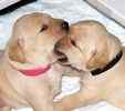 Labrador Retriever puppies for sale