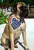 English Mastiff stud service