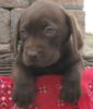 Lab puppies for sale